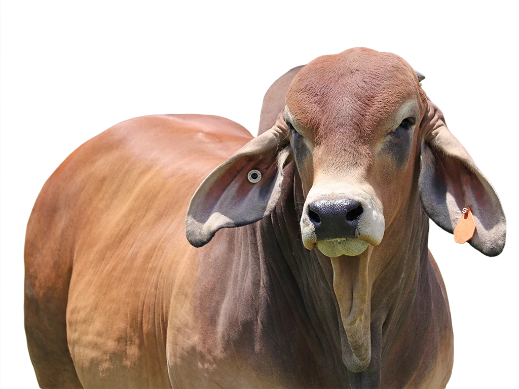 109 PALMVALE QUICKDRAW 4105 (PS) KJS4105M HEADSHOT