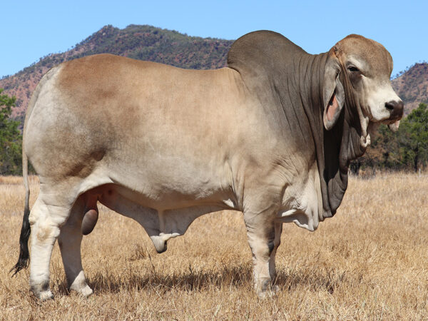 169 PALMVALE THURSTON 4514 (PS)