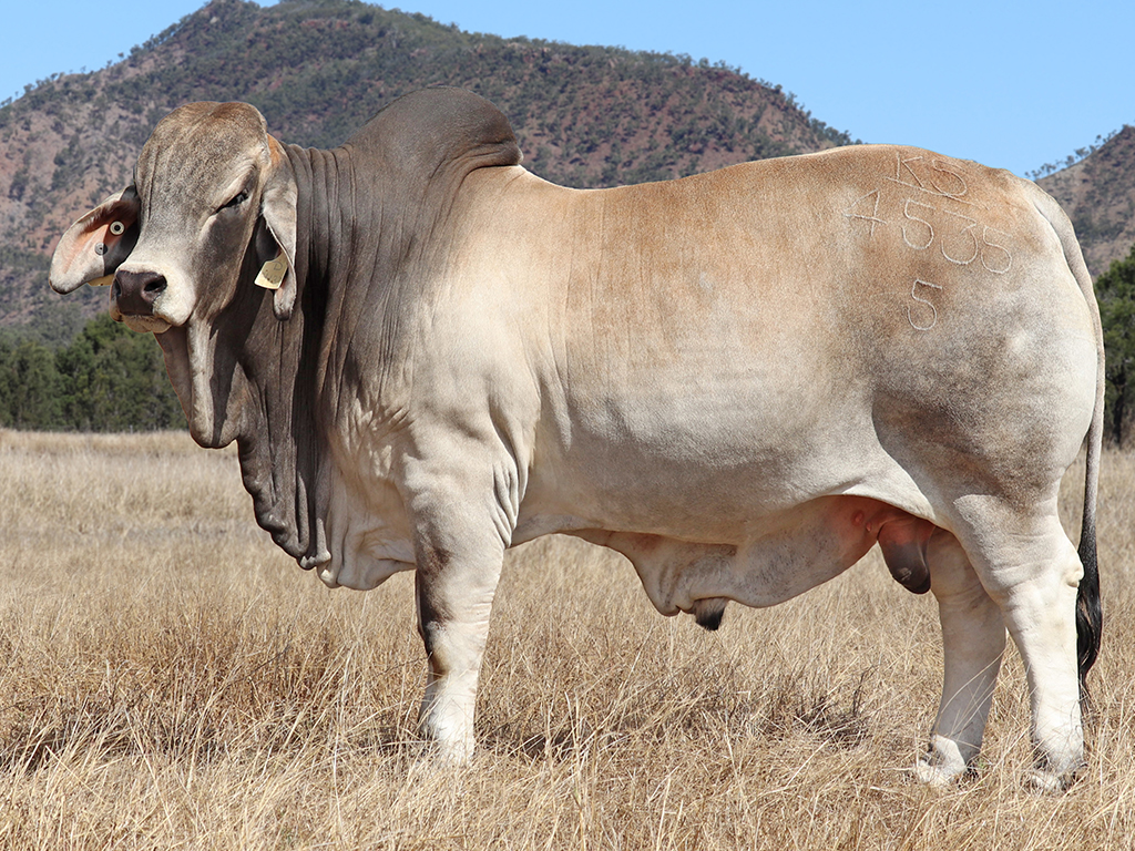 171 PALMVALE TUFF 4535 H KJS4535M