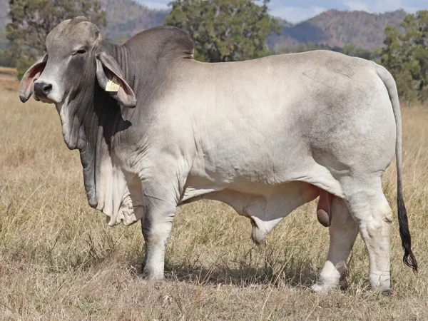 244 PALMVALE TITANIUM 4417 (PS)