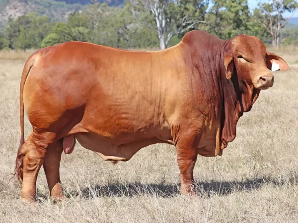 267 PALMVALE IMPACT (PH) D5