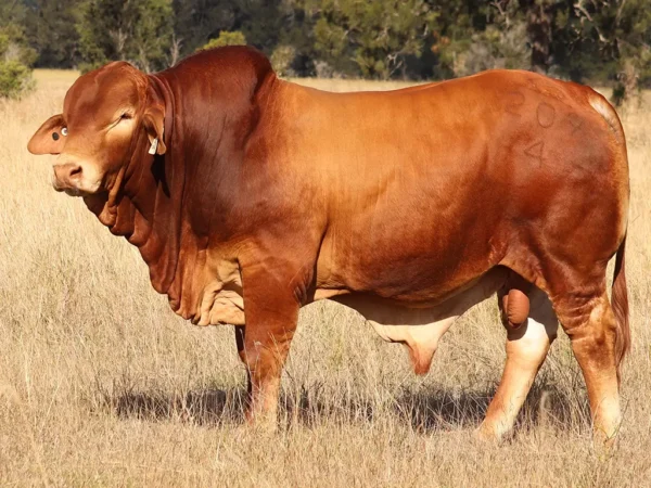 269 PALMVALE IRONMAN (PP) D5