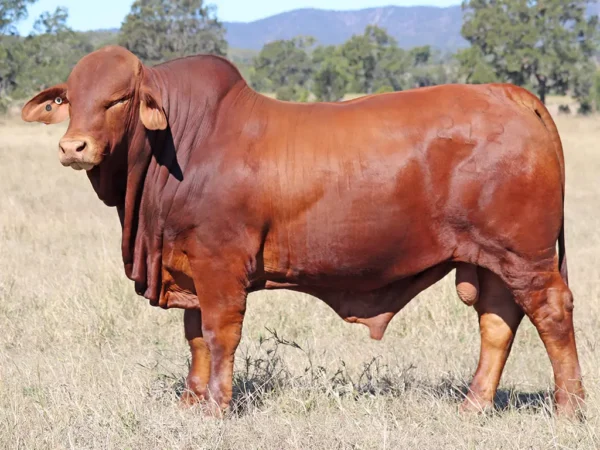 270 PALMVALE ICEMAN (PH) D5