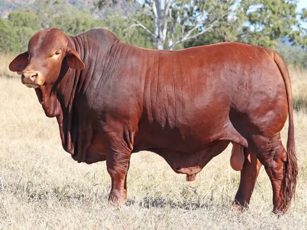 271 PALMVALE IRONBARK (PP) D5