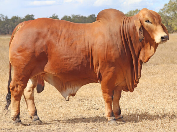 653 PALMVALE ULTIMATE 4531 (PP)