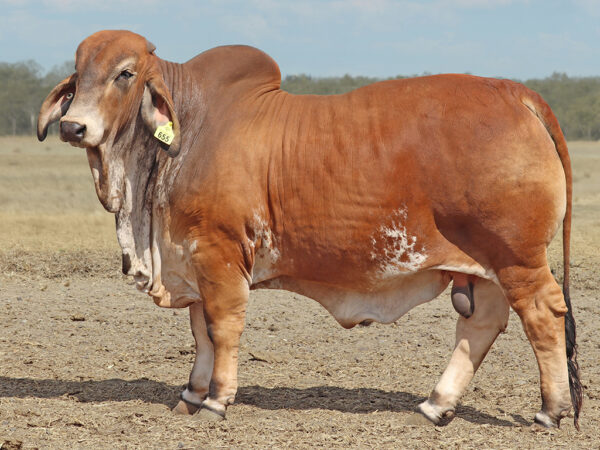 655 PALMVALE UNICORN 4558 (AI) (PS)
