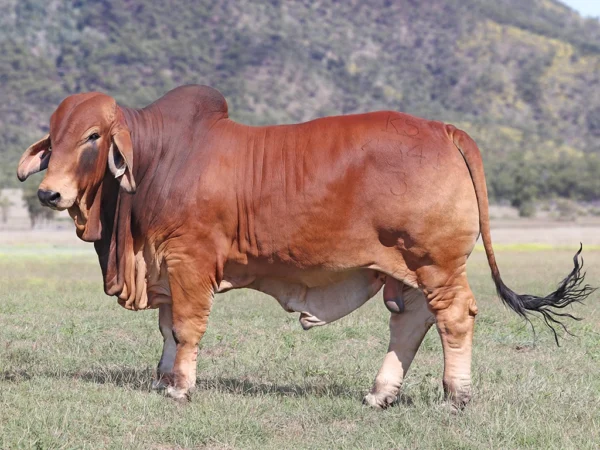 724 PALMVALE SABRE 4341 (PS)