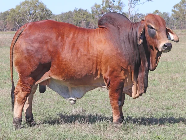 726 PALMVALE STALLONE 4329 (PS)