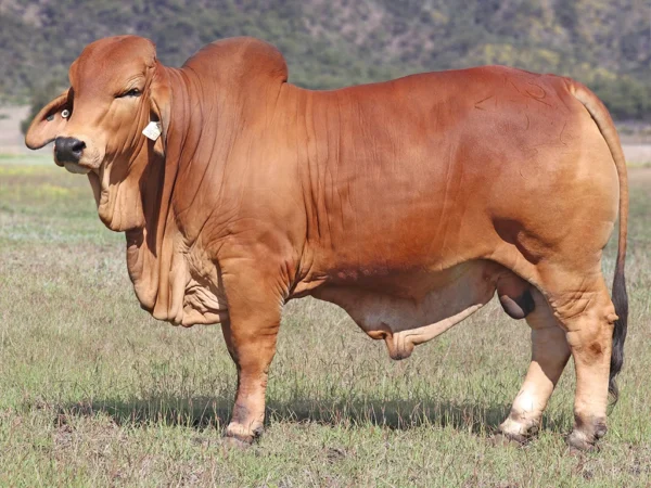 732 PALMVALE SKIPPER 4326 (H)