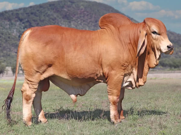 733 PALMVALE SANTA FE 4316 (H)