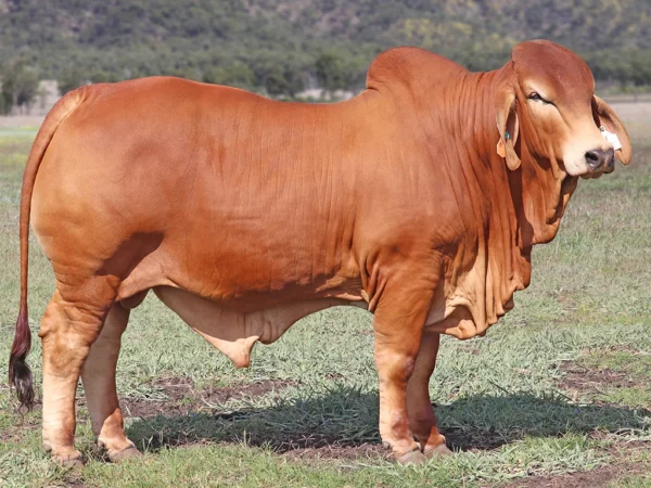 734 PALMVALE SAXBY 4391 (H)