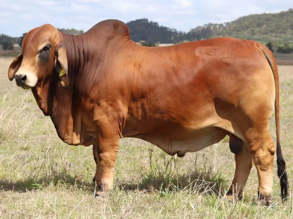 735 PALMVALE SMOOTH OPERATOR 4292 (PS)