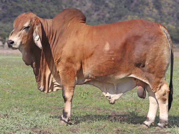 736 PALMVALE SUNDOWN 4306 (PS)