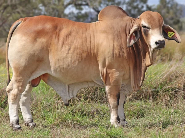 737 PALMVALE SANDMAN 4298 (PS)