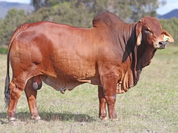 738 PALMVALE SAXON 4328 (PS)