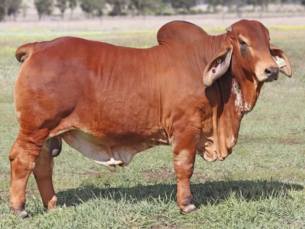 739 PALMVALE SPOTIFY 4318 (PS)