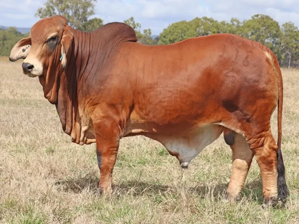 740 PALMVALE R LUCCHESE 116 (IVF) (H)