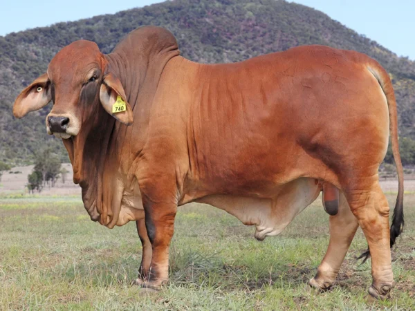 740 PALMVALE SILAS 4295 (H)