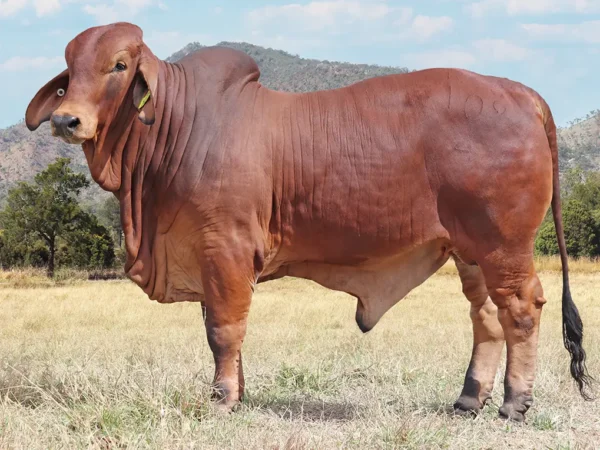 741 PALMVALE R LANDMAN 109 (H)