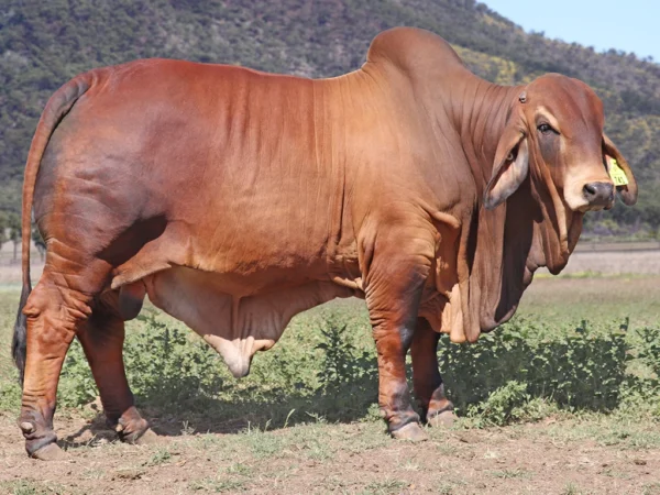 741 PALMVALE SLINKY DAWG 4346 (PS)