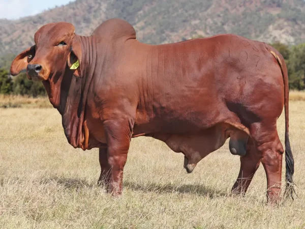 742 PALMVALE R LITTLEWOOD107 (H)