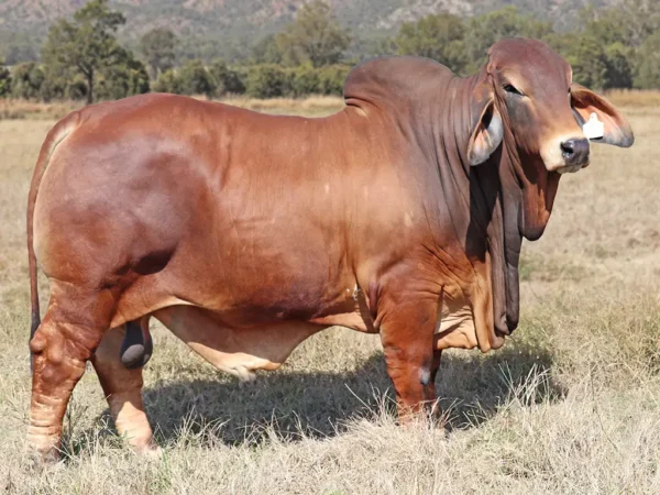 755 PALMVALE TARZAN 4418 (H)