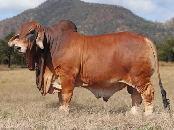 756 PALMVALE TALLADEGA 4421 (PS)