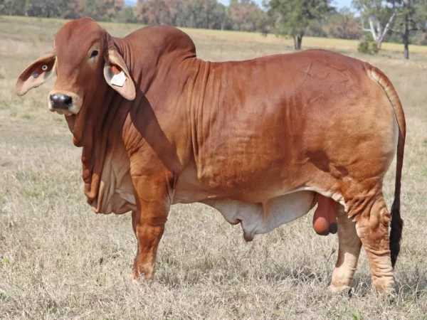 757 PALMVALE THUNDERSTRUCK 4435 (PS)