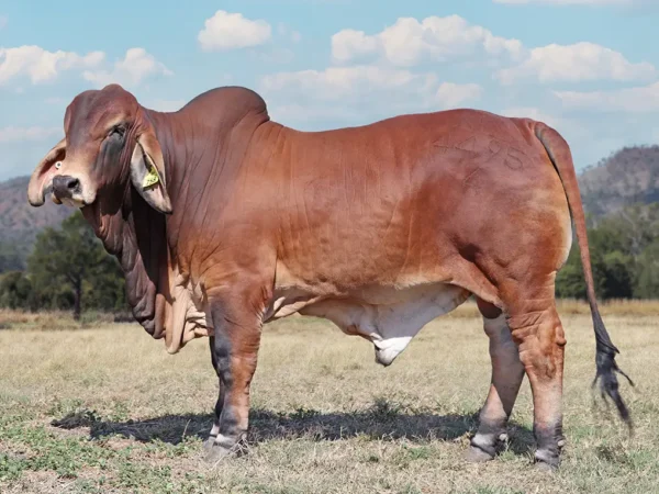 758 PALMVALE TUXEDO 4495 (IVF) (PP)