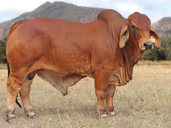 759 PALMVALE TULSA 4502 (IVF) (PP)