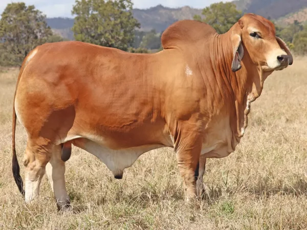 760 PALMVALE TIMBERLAND 4439 (AI) (PS)