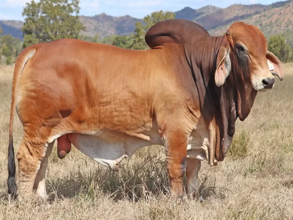 761 PALMVALE TUPELO 4462 (PS)