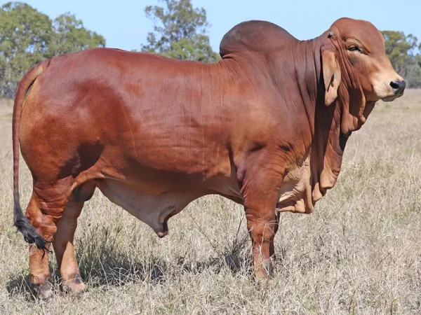 762 PALMVALE TONTO 4438 (PS)