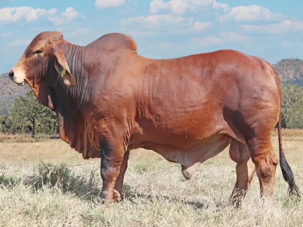 763 PALMVALE TRUMAN 4419 (H)