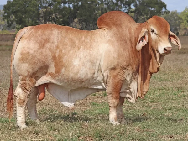 764 PALMVALE TONKA 4428 (PS)