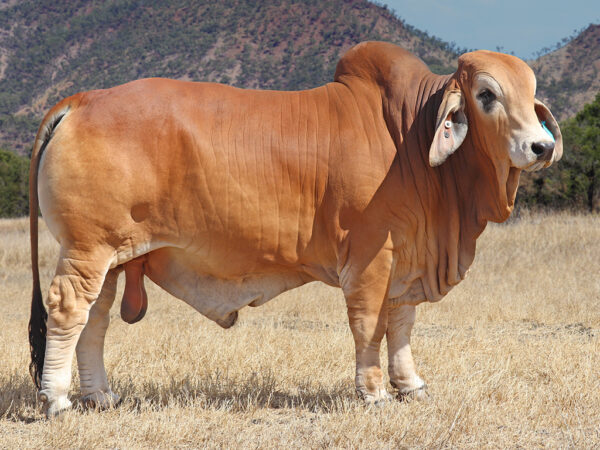 765 PALMVALE R MACDADDY (H)