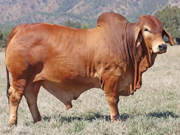 765 PALMVALE TRIGGER 4453 (H)