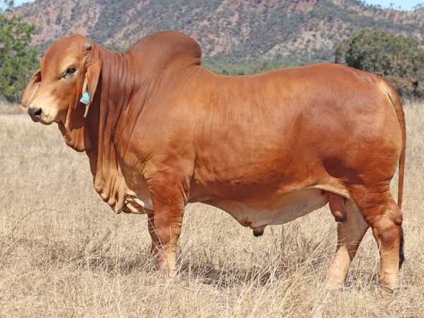 766 PALMVALE R MAXWELL (AI) (PS)