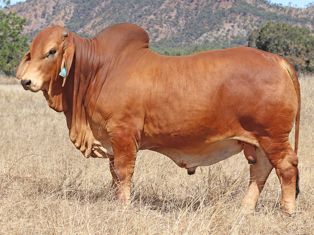 766 PALMVALE R MAXWELL AI PS REM127M
