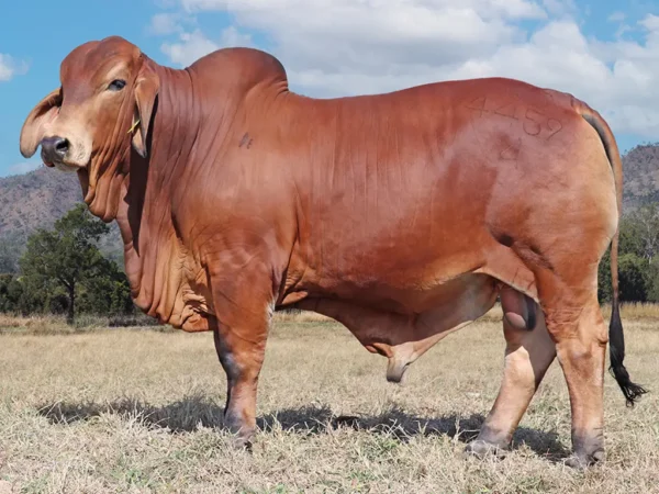 767 PALMVALE TENNESSEE 4459 (PS)