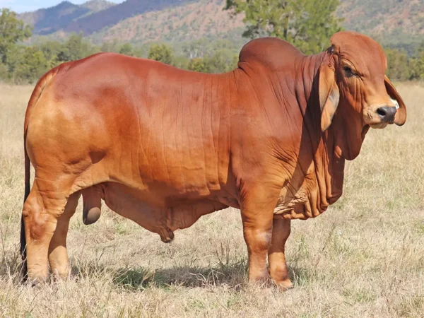 768 PALMVALE TOLEDO 4451 (H)