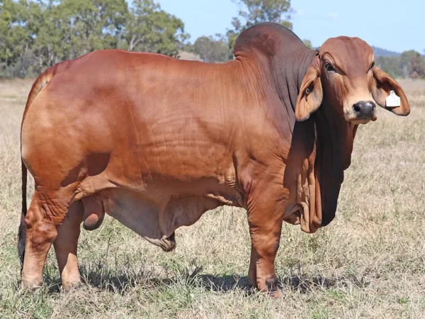 769 PALMVALE TATER 4447 (PS)