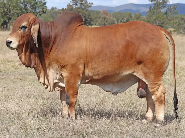 770 PALMVALE TECOMA 4425 (PS)