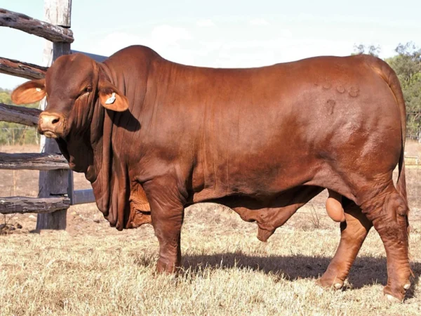 RIVERLAND MOCATTA 1538/7 (HP) D5