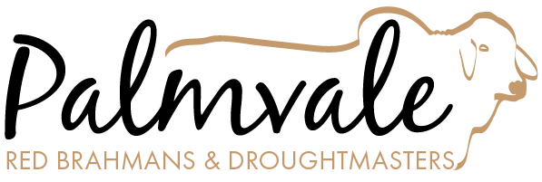 Palmvale Red Brahmans and Droughtmasters
