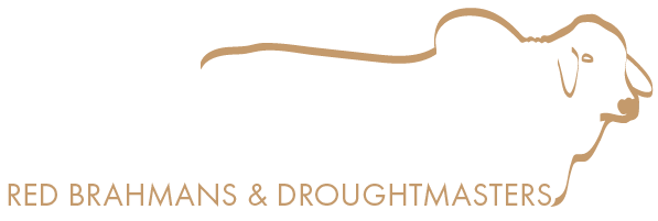 Palmvale Red Brahmans and Droughtmasters